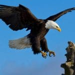 Bald-Eagles-Landing-485x728