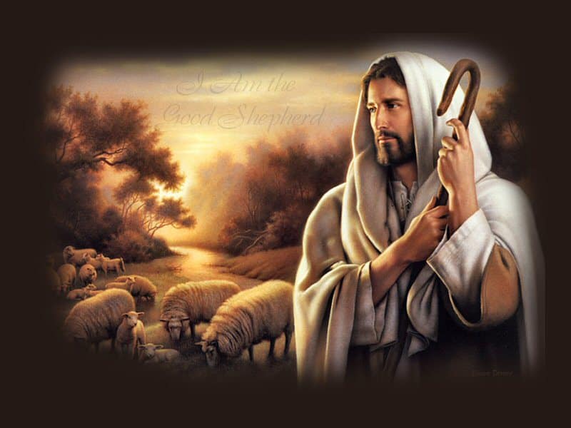 You are currently viewing A Good Shepherd is Elect