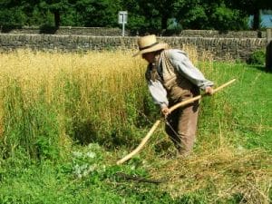 Read more about the article Preparing to take in the harvest… 6000 years in the making.