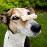 Good Shepherd or Great Pet Trainer