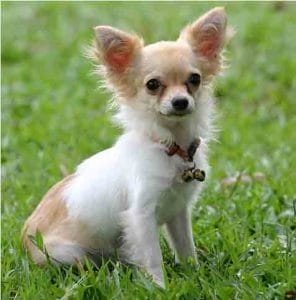 Read more about the article There is a reason chihuahuas are not good cattle dogs.