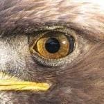 On the Wings of Eagles.