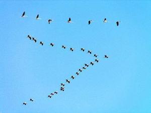 Read more about the article A Purpose to Rally Behind The Final Battle